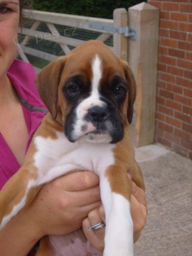 �t��ata n�meck�ho boxera.