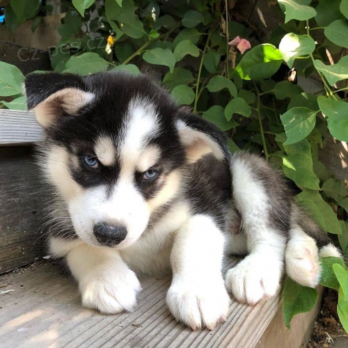 mini �t��ata sibi�sk�ho huskyho