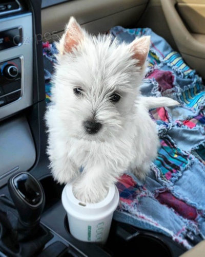 �t��ata West Highland White Terriers