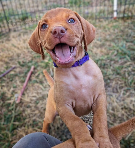 Ma�arsk� oha� kr�tkosrst�