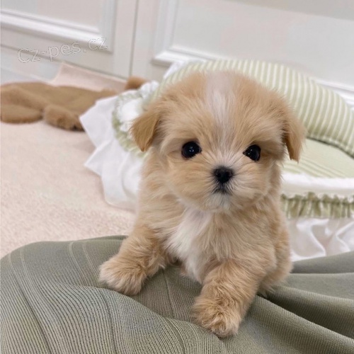 MNI Maltipoo