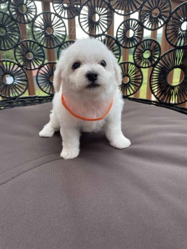 �t��ata bi�onka