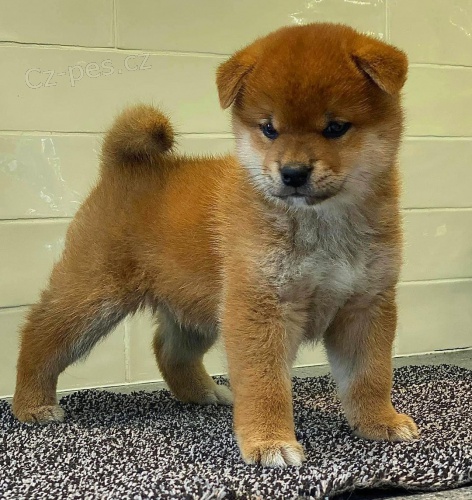 �t��ata shiba inu