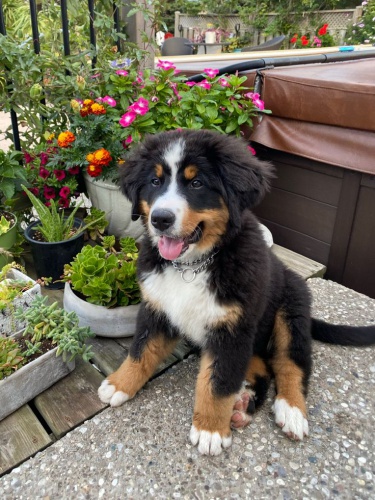 bernsk�ho sala�nick�ho psa