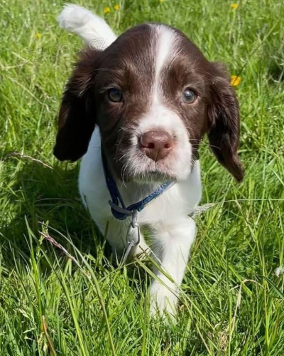 �t���tka anglick�ho �pringr�pan�la