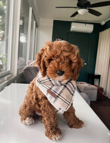 �t��ata Cockapoo