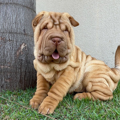 �t��ata o�kovan� shar-pei.