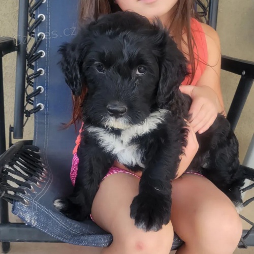 portugalsk�ho vodn�ho psa k adopci