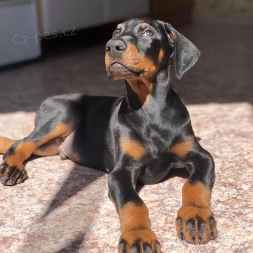 Dobrman �t���tka