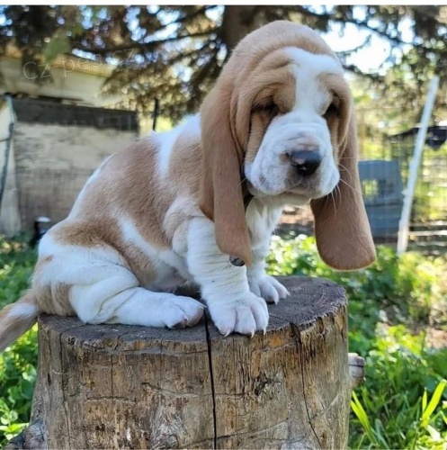 �t��ata Basset hound