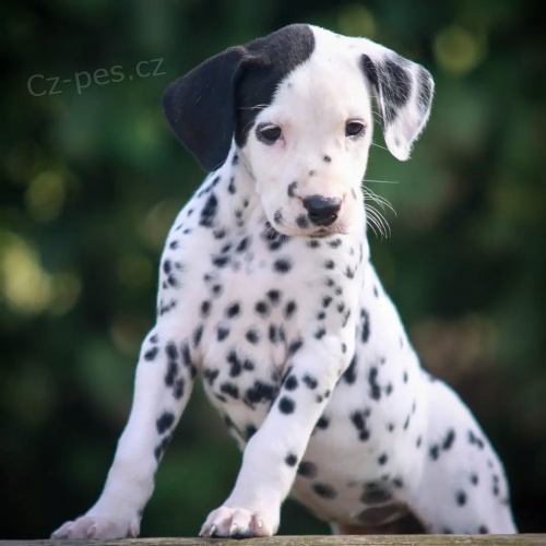 �t��ata dalmatin�