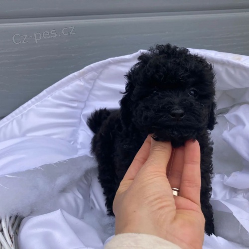 �ern�ho Toy pudla