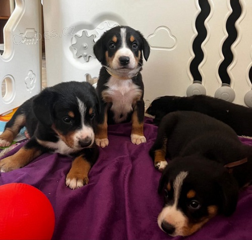 Entlebu�sk� sala�n�cky pes