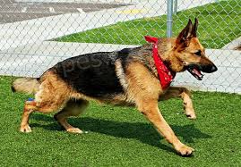 Na predaj s� vycvi�en� ochrann� a str�ne psy.