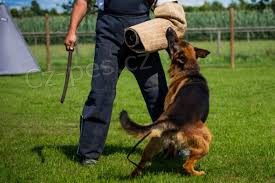 Cvi�en� bezpe�nostn� a hl�dac� psi jsou na prodej.