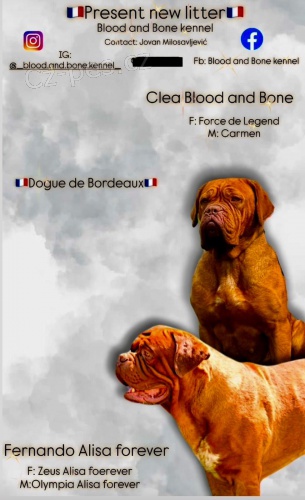 Dogue de Bordeaux Bordeauxsk� doga �t��ata