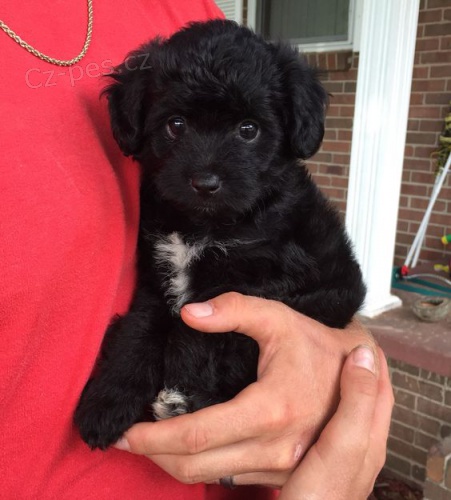 �ern�ho Toy pudla