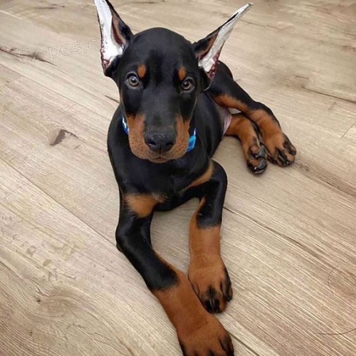 Dobrman �t���tka