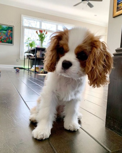 �t��ata Kaval�r King Charles Spaniel.