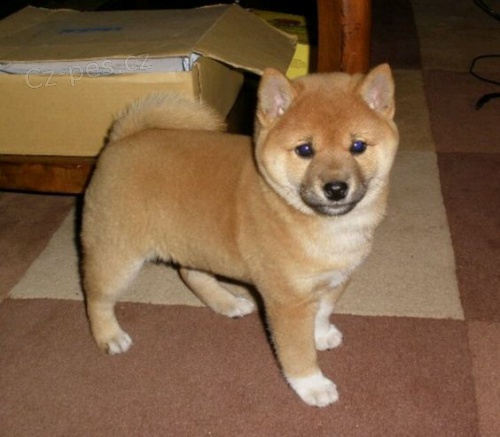 �t��ata shiba inu