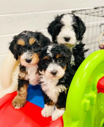 �t��ata Ausiedoodle