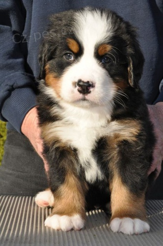 bernsk�ho sala�nick�ho psa