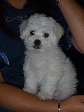 �t��ata bi�onka