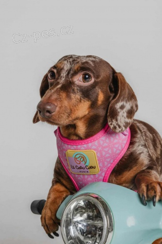 Jezev��k kr�sn� �t��ata