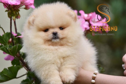 Pomeranian BOO medv�dci, �t��ata Pomeransk�ho �pice