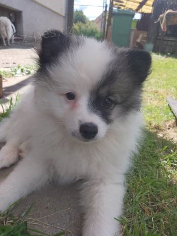 N�meck� �pic st�edn� strako� s PP FCI