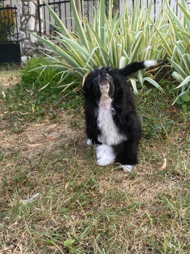 ��nsk� chocholat� pes � �t��ata