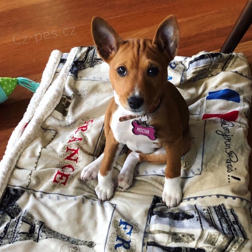 K dispozici �t��ata basenji.