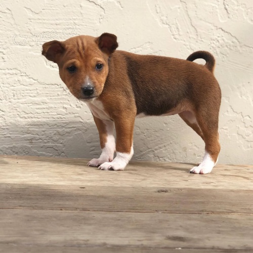 �t��ata basenji k adopci