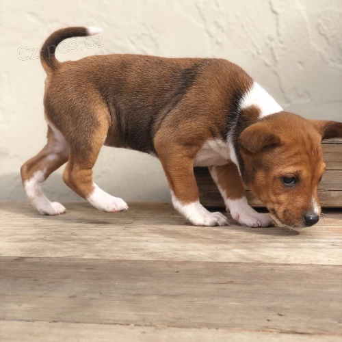 �t��ata Basenji schv�len� veterin��em na prodej