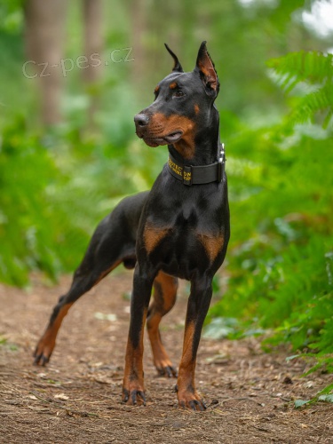 Profesion�lne vycvi�en� osobn� str�ny pes/pes na ochranu rodiny na predaj. Doberman