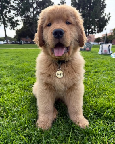 �t��ata zlat�ho retr�vra k adopci.