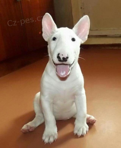 �t��ata mini anglick�ho bulteri�ra