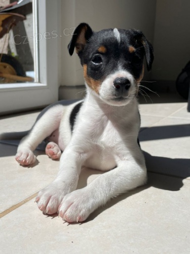 �t��ata jack russell teri�ra.