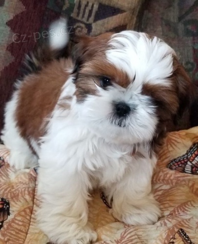 �t��ata SHIH TZU