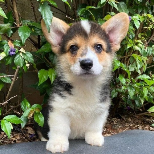 �t��ata Pembroke Welsh Corgi