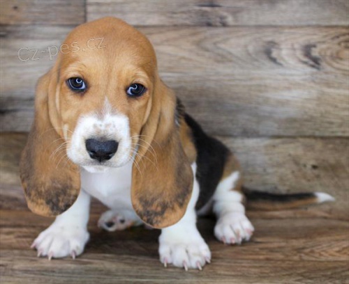 �t��ata Basset hound