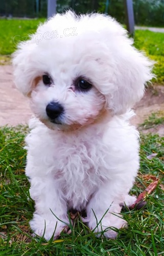 Bi�onek Fris� chlape�ek