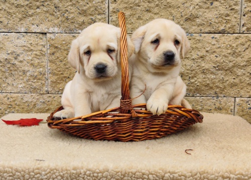 Nab�dka �t��at labradorsk�ho retrievera