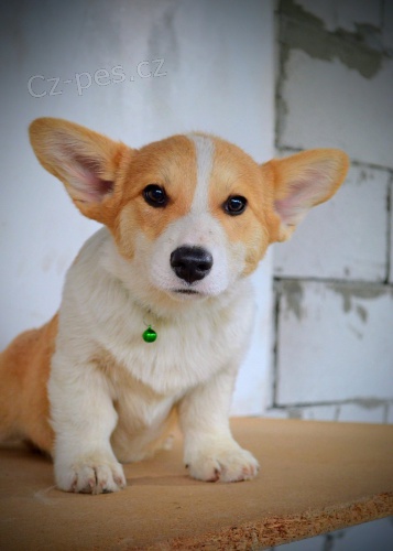 Welsh Corgi Pembroke � Kr�sn� �t��ata