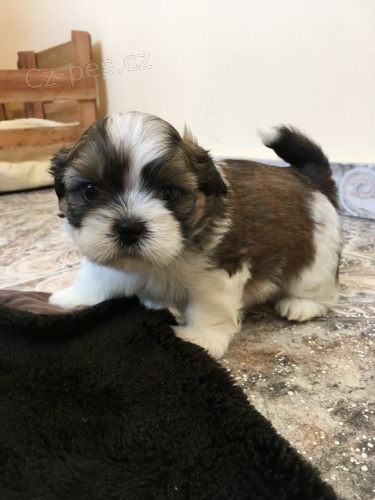 �t��ata SHIH TZU