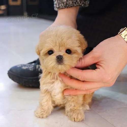 MINI Maltipoo