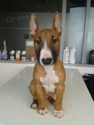 �t��ata mini anglick�ho bulteri�ra