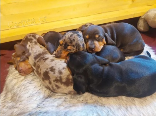 Jezev��k �t��ata