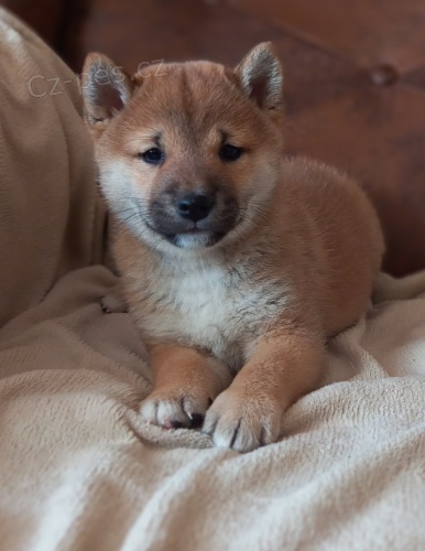 Shiba inu