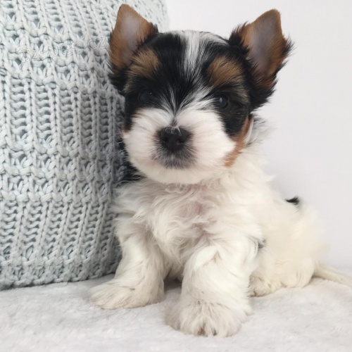 Biewer Jork��rsk� teri�r bez PP